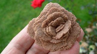 Desert Rose