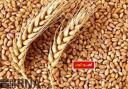 چرایی تهیه و مصرف بذر گواهی شده